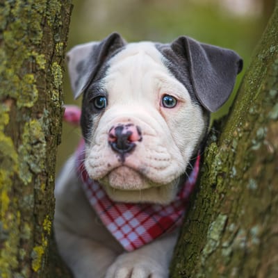 Tierfoto von Henry und Fiete in Rheurdt